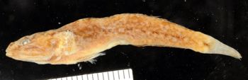 Media type: image;   Ichthyology 13074 Aspect: lateral